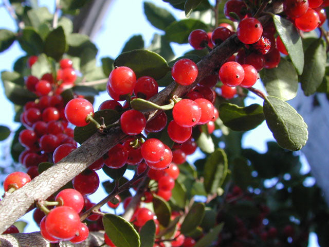 Yaupon Holly 'Pride of Houston' (Ilex vomitoria 'Pride of Houston')