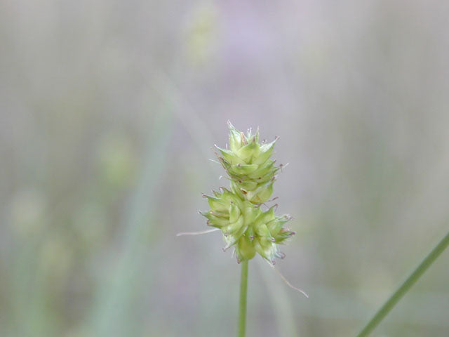 Webberville Sedge (Carex perdentata)