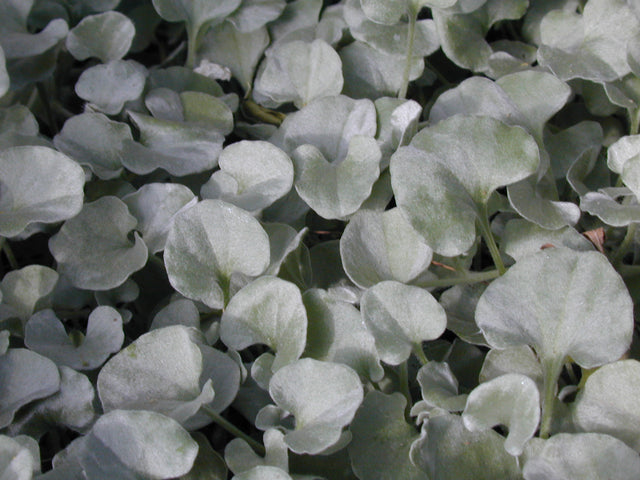 Silver Ponyfoot (Dichondra argentea)