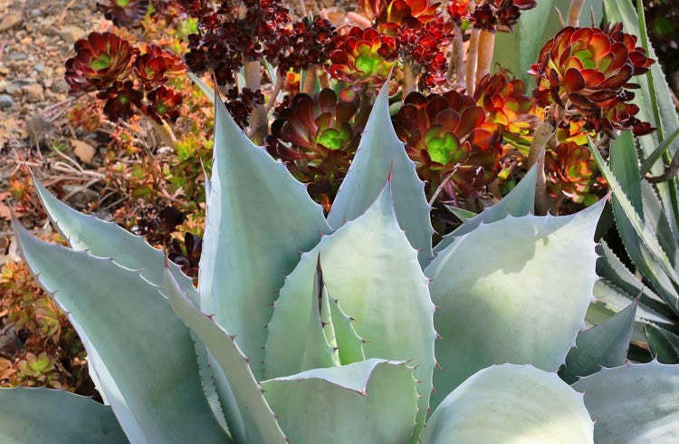 Whale's Tongue Agave / Century Plant (Agave ovatifolia)