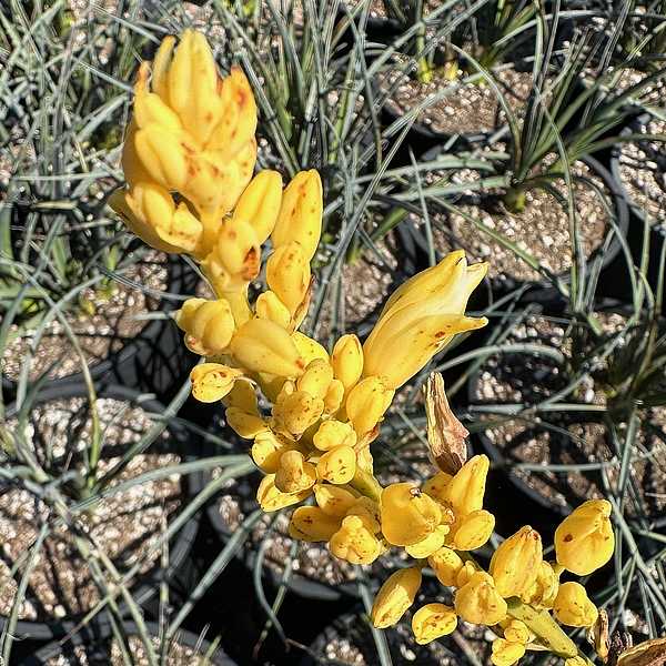 Yellow Red Yucca (Hesperaloe parviflora, Yellow)