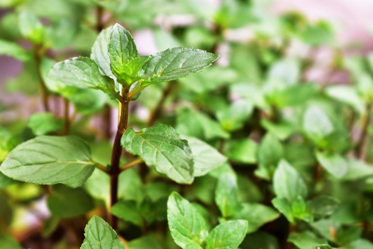 Mint 'Chocolate' (Mentha piperita f. citrata 'Chocolate')