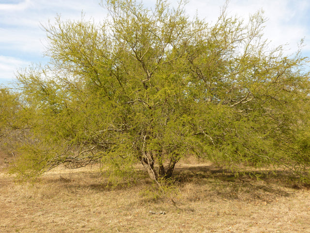 Huisache (Vachellia farnesiana)