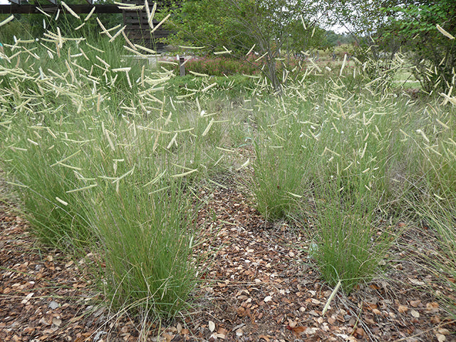 Blue Grama (Bouteloua gracilis)
