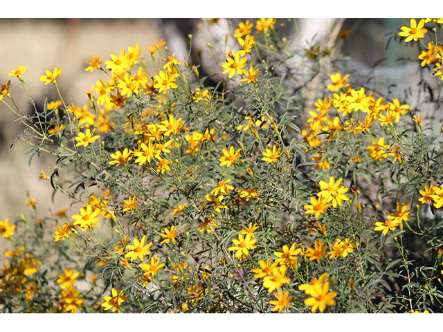 Photo by Marilyn McBroom Knight