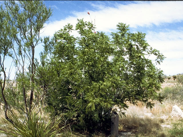 Little walnut - Tree / Photo Credit: Norman G. Flaigg