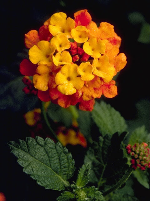 Texas Lantana (Lantana urticoides)