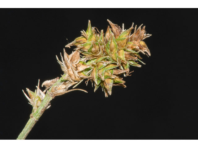 Leavenworth's Sedge (Carex leavenworthii)