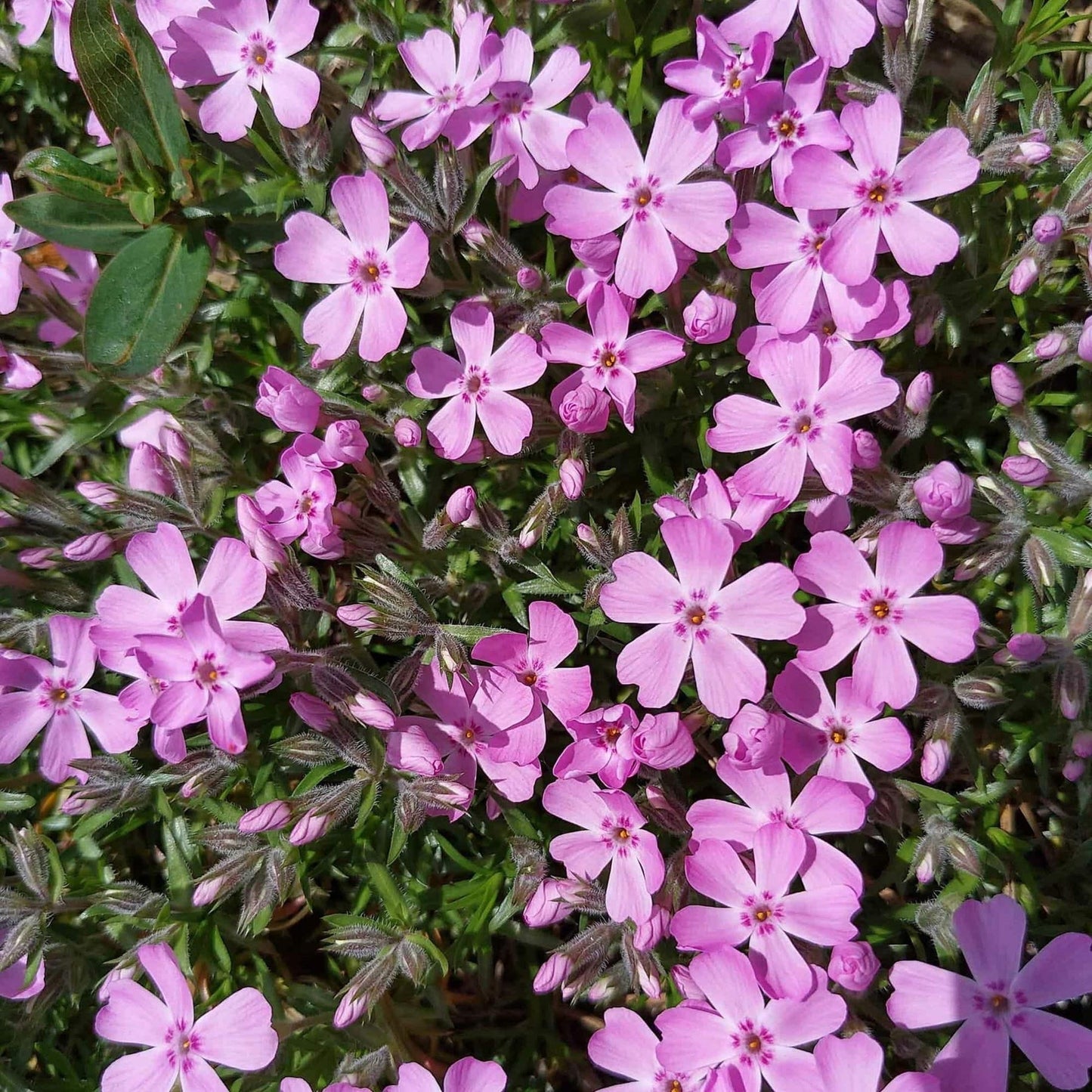 Creeping Phlox 'Trot Pink' (Phlox subulata 'Trot Pink')