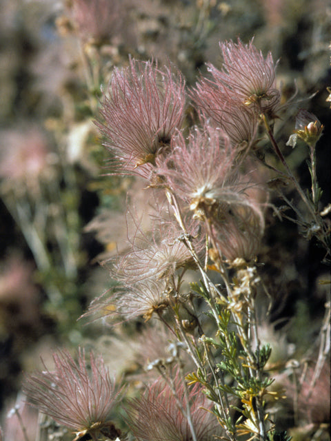 Apache Plume / Photo credit: Sally and Andy Wasowski