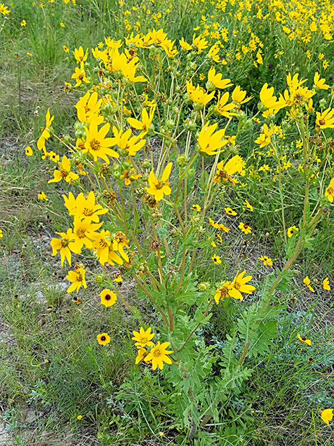 Cutleaf Daisy (Engelmannia peristenia)