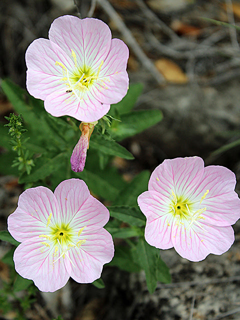 Showy Evening Primrose (Oenothera speciosa)