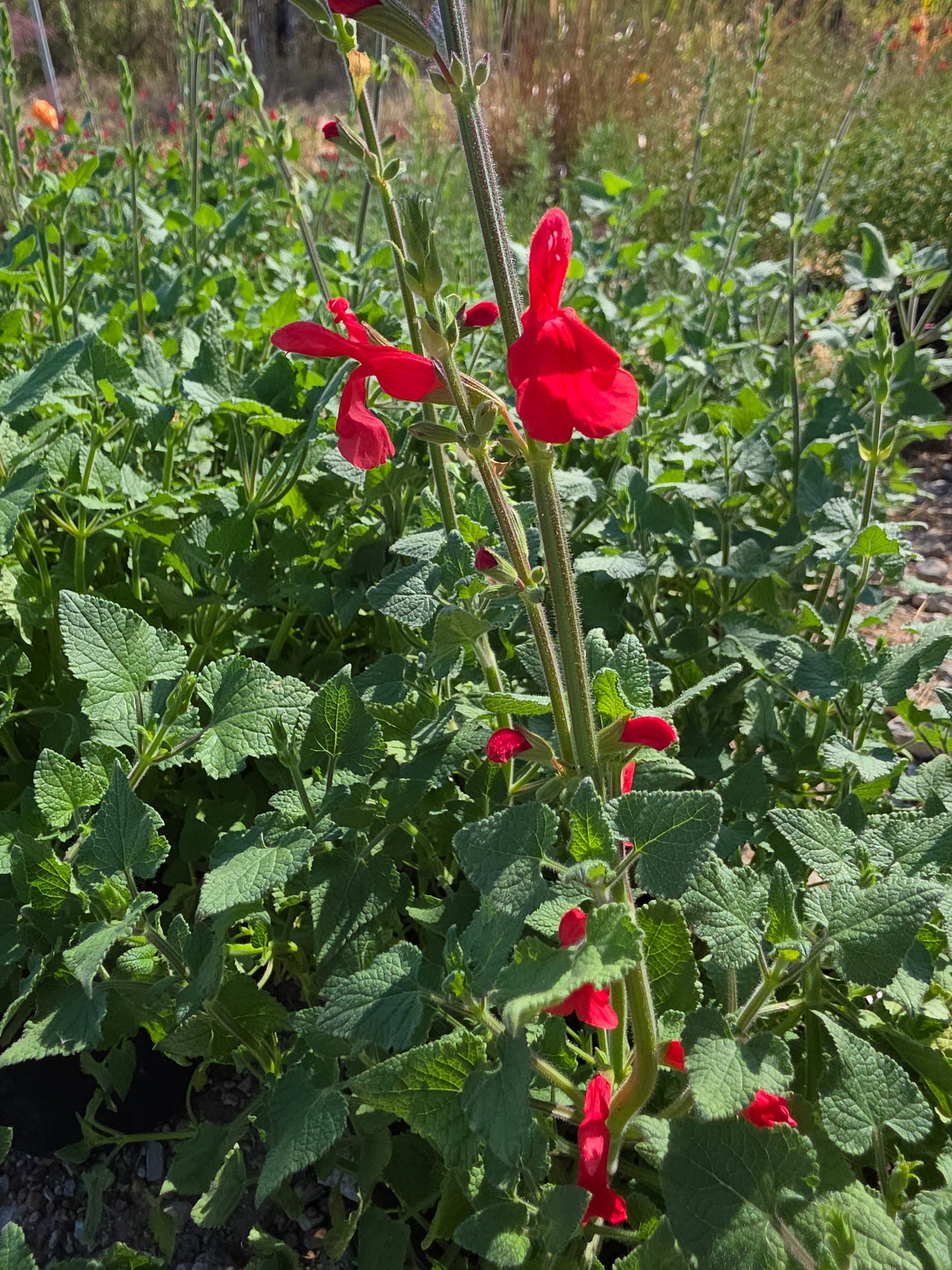 Darcy's Mexican Sage (Salvia darcyi aka Salvia oresbia)