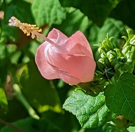 Pink Turk's Cap (Malvaviscus arboreus var. drummondii "Pink Form")