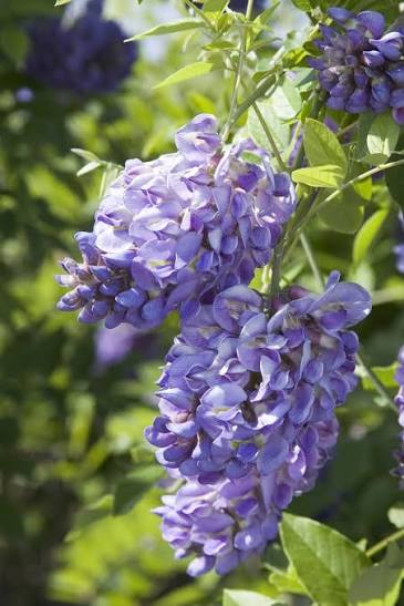 American Wisteria ‘Amethyst Falls’ (Wisteria frutescens ‘Amethyst Falls’)