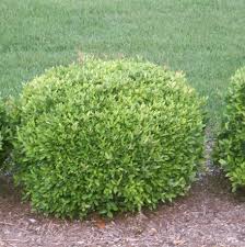 Yaupon Holly ‘Nana’ (Ilex vomitoria)