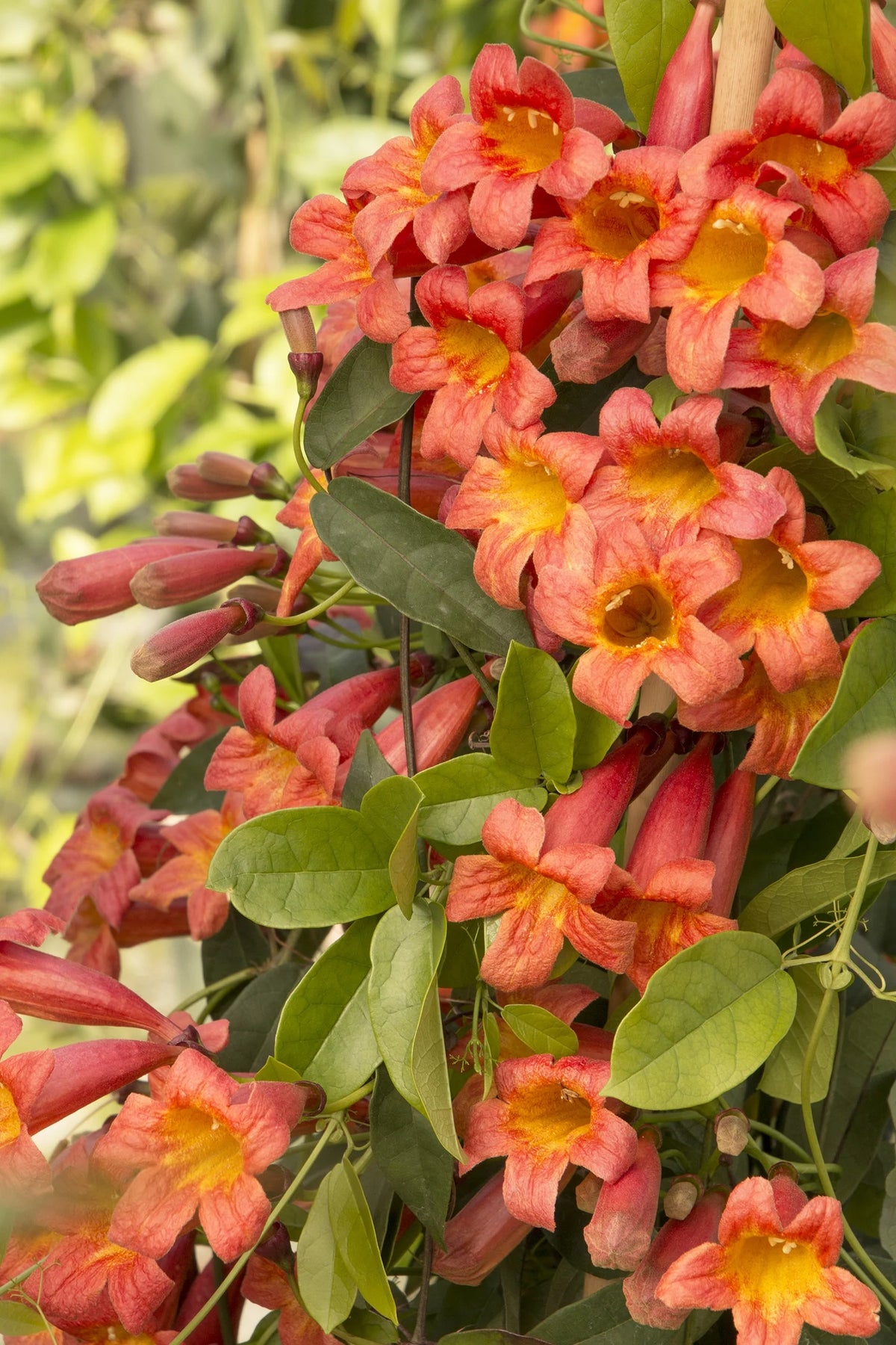 Tangerine Beauty Crossvine (Bignonia capreolata 'Tangerine Beauty')