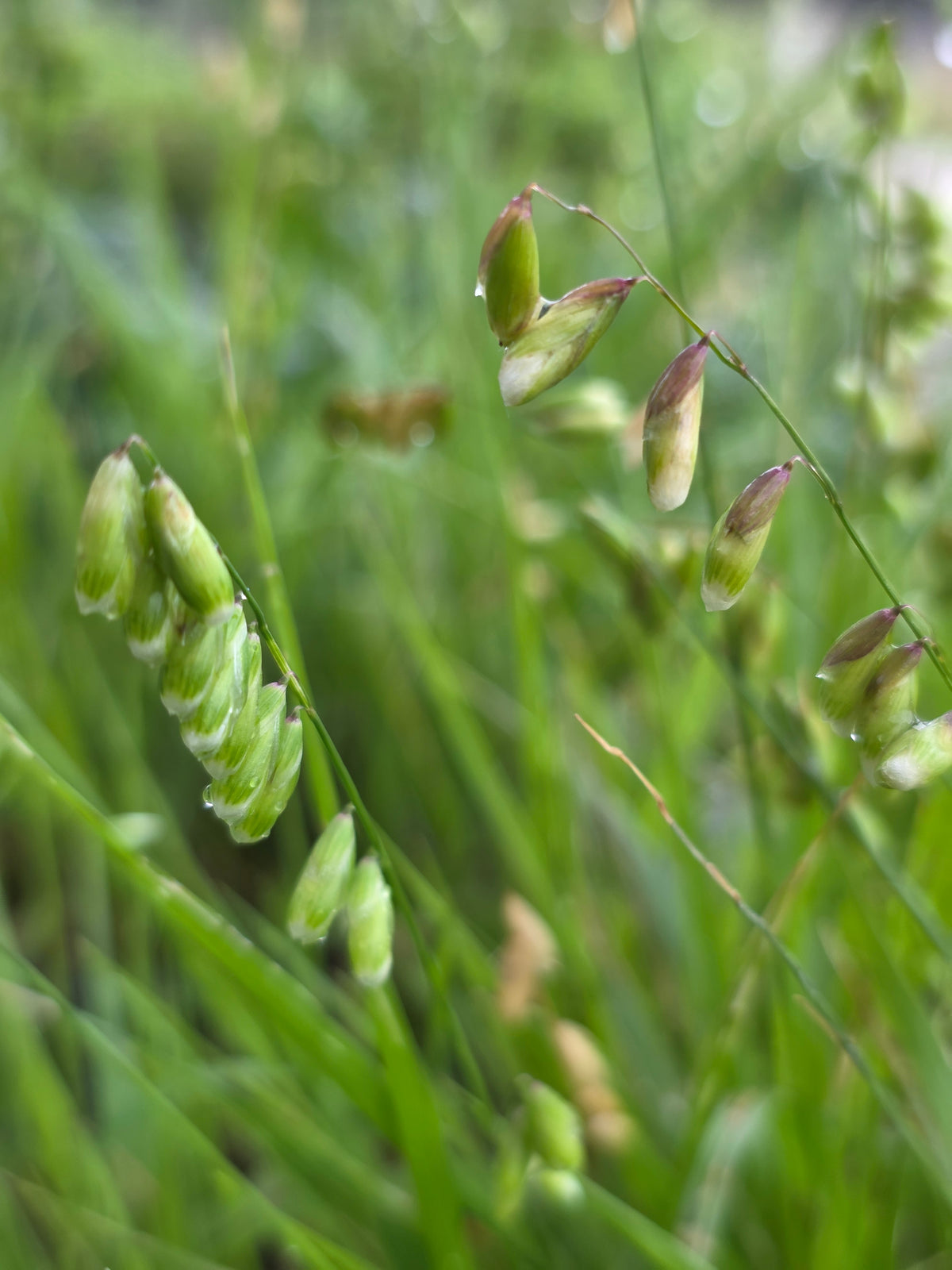 Two-flower Melic Grass (Melica mutica)