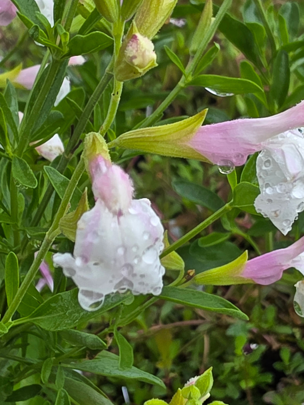 Autumn Sage 'Teresa' (Salvia greggii)