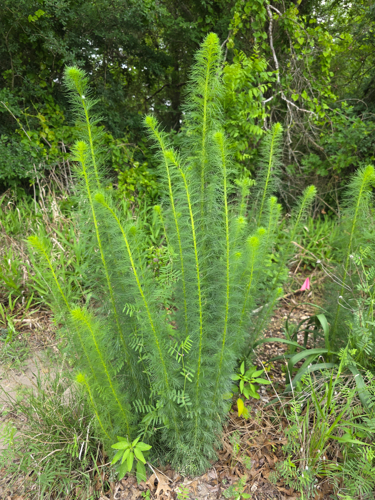Standing Cypress (Ipomopsis rubra) - ORGANICALLY GROWN