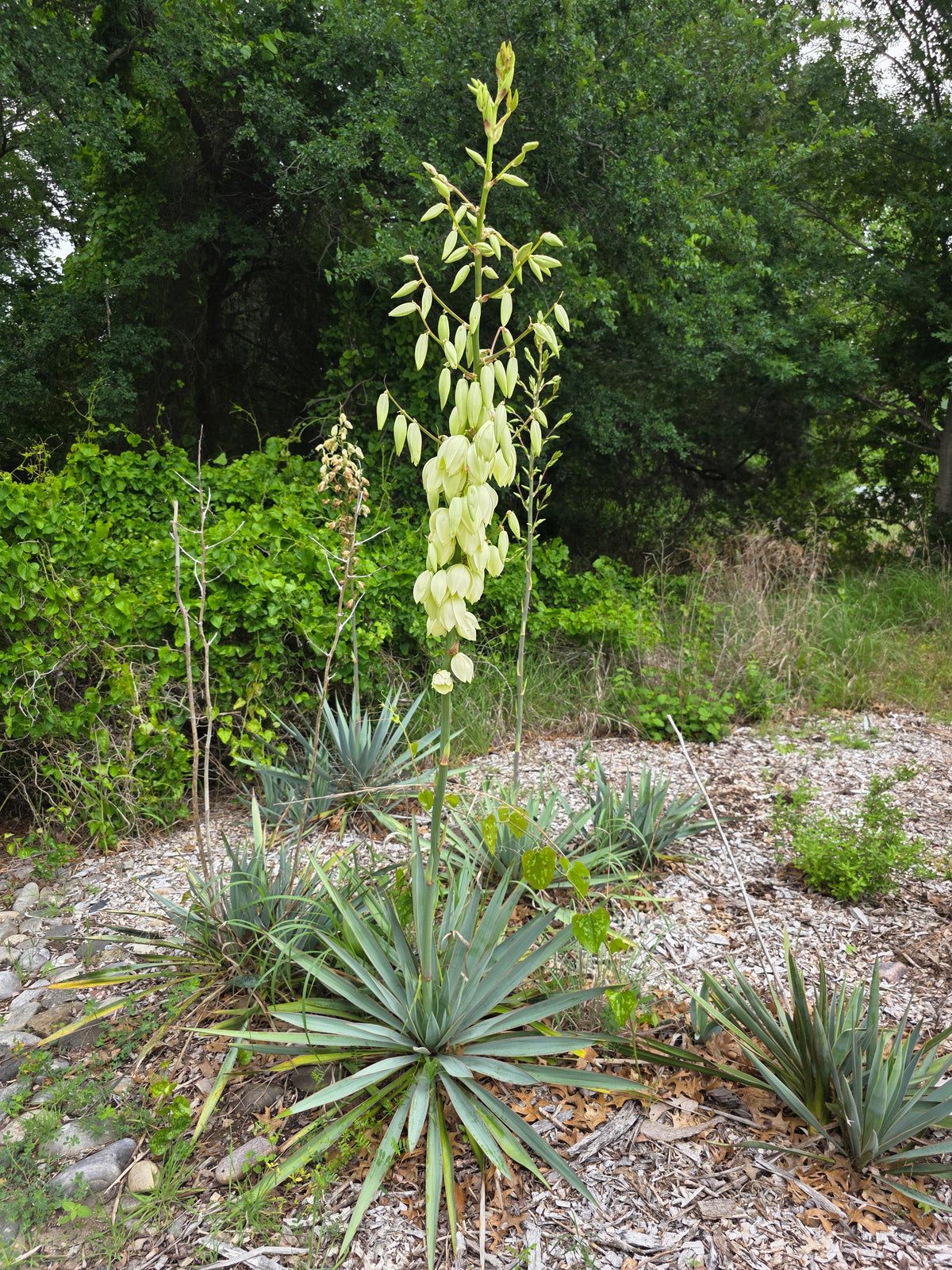Pale Leaf Yucca (Yucca pallida)