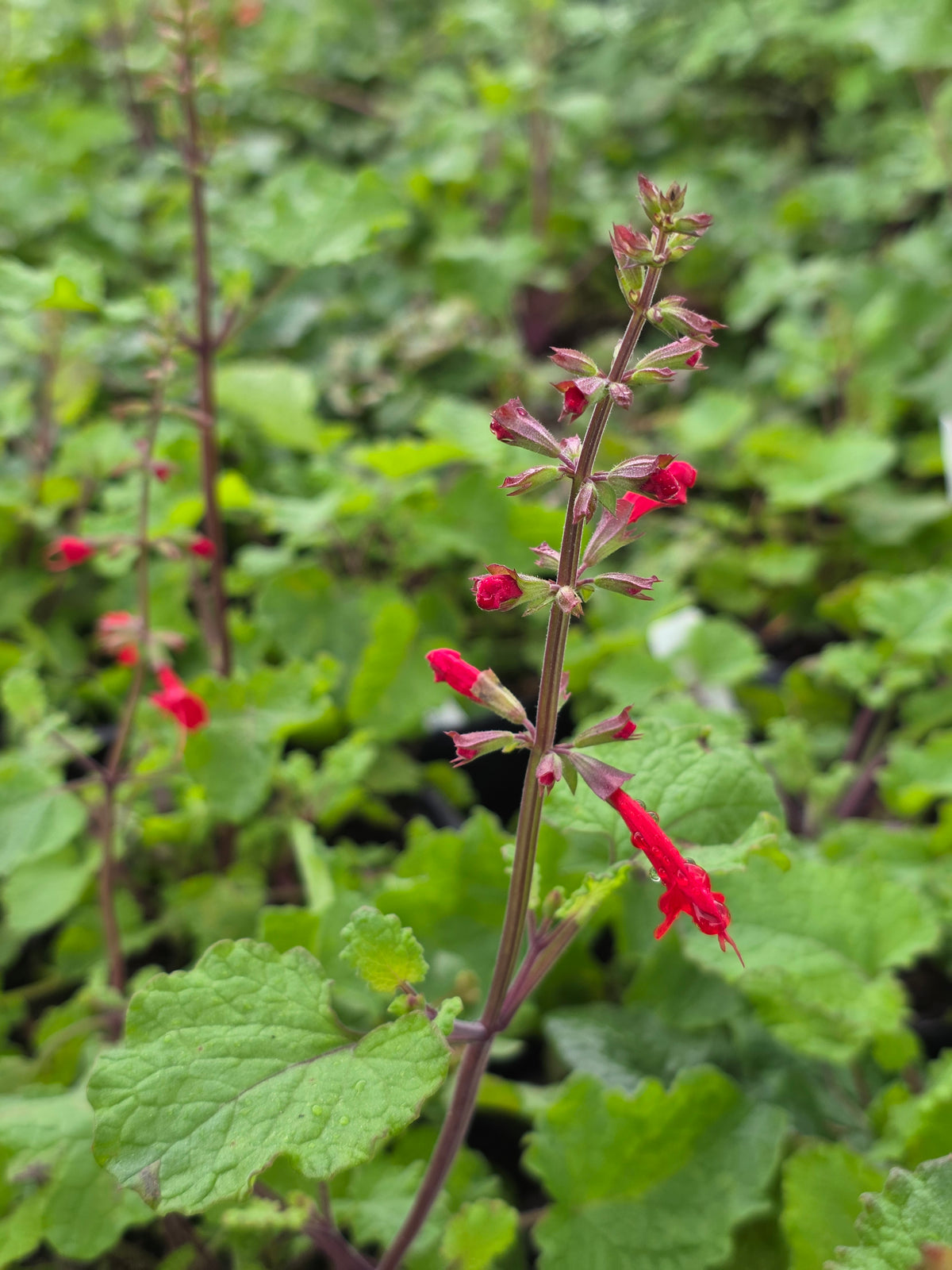 Cedar Sage (Salvia roemeriana)