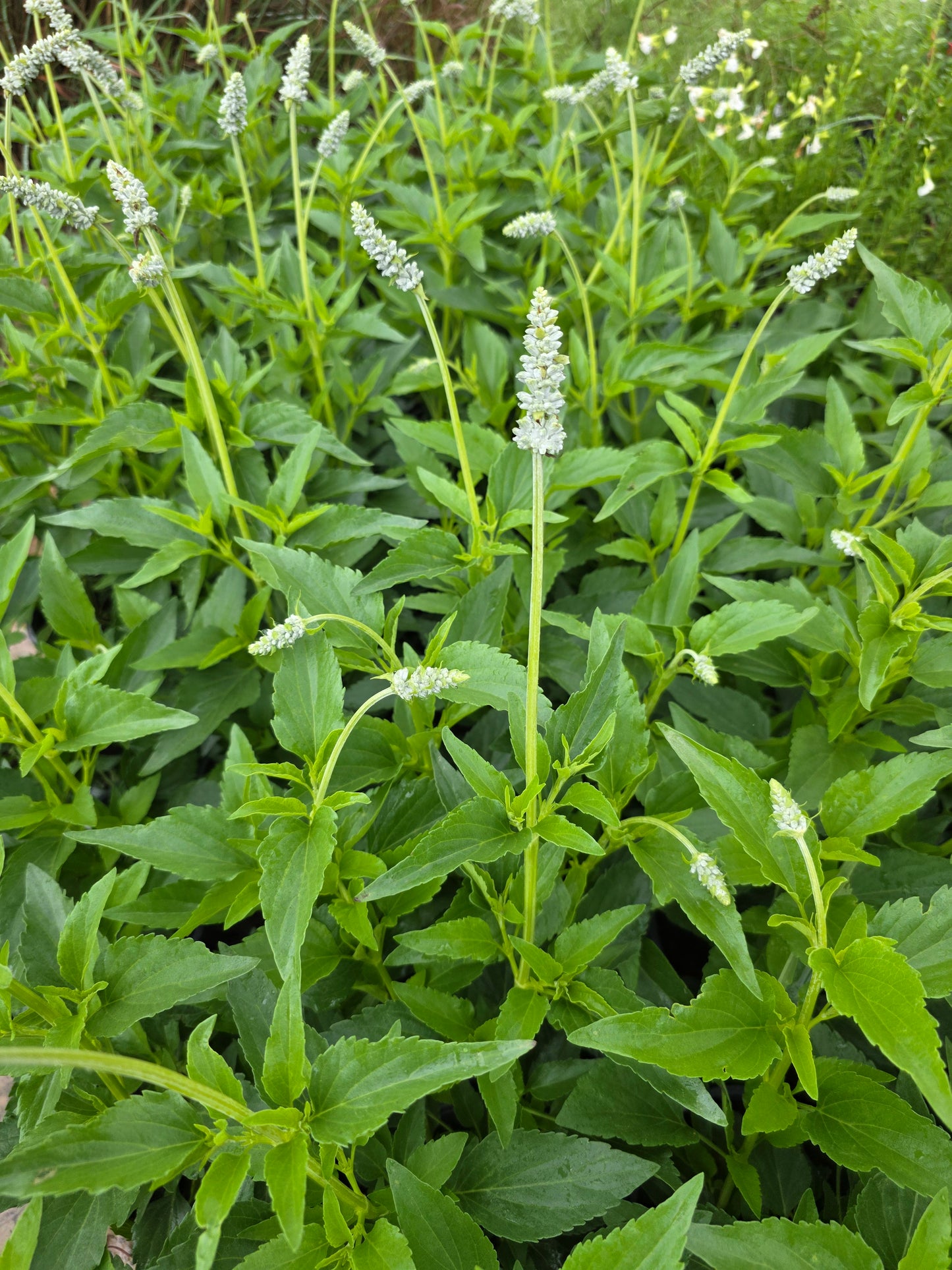 Mealy Sage 'Augusta Duelberg' (Salvia farinacea 'Augusta Duelberg')