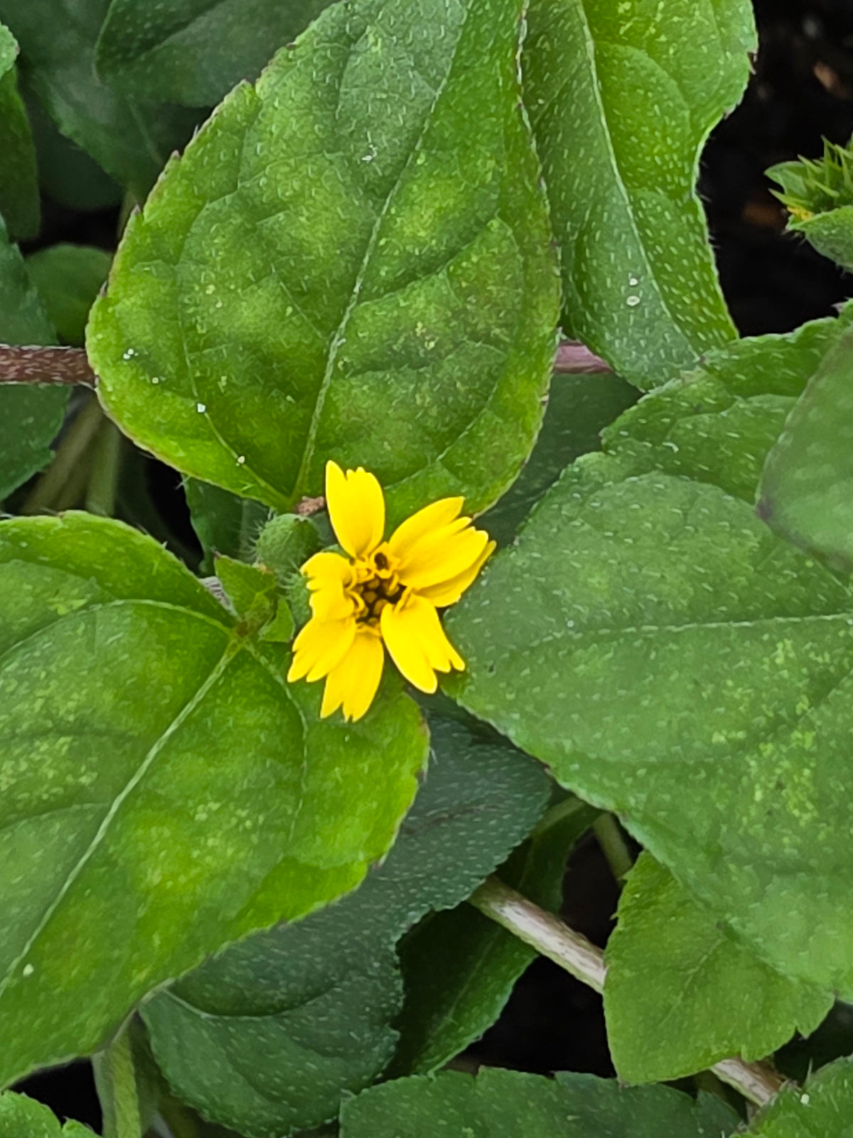 Horseherb (Calyptocarpus vialis)