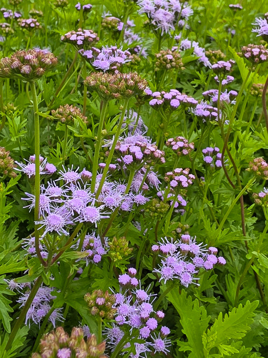 Gregg’s Mistflower (Conoclinium greggii)