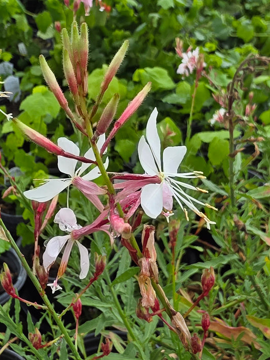 White Gaura (Oenothera lindheimeri)