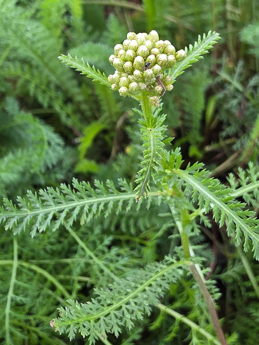 White Yarrow (Achillea millefolium)