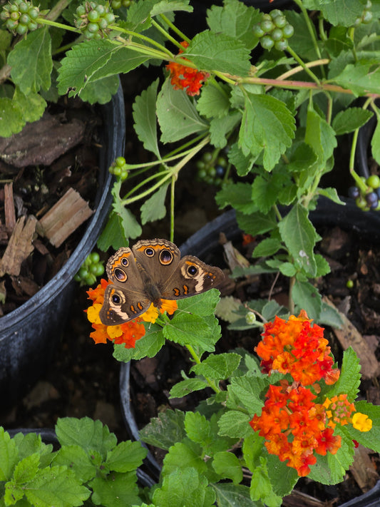 Texas Lantana (Lantana urticoides)