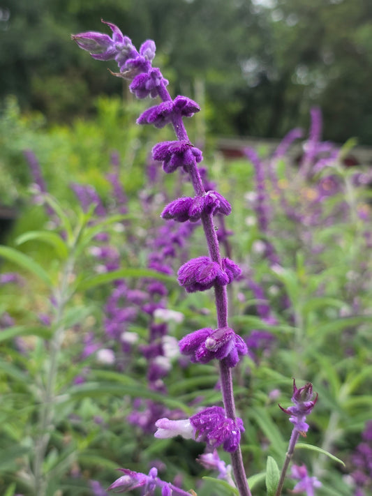 Mexican Bush Sage (Salvia leucantha)