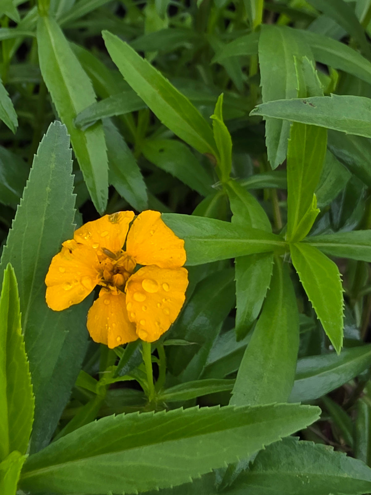 Mexican Mint Marigold (Tagetes lucida)