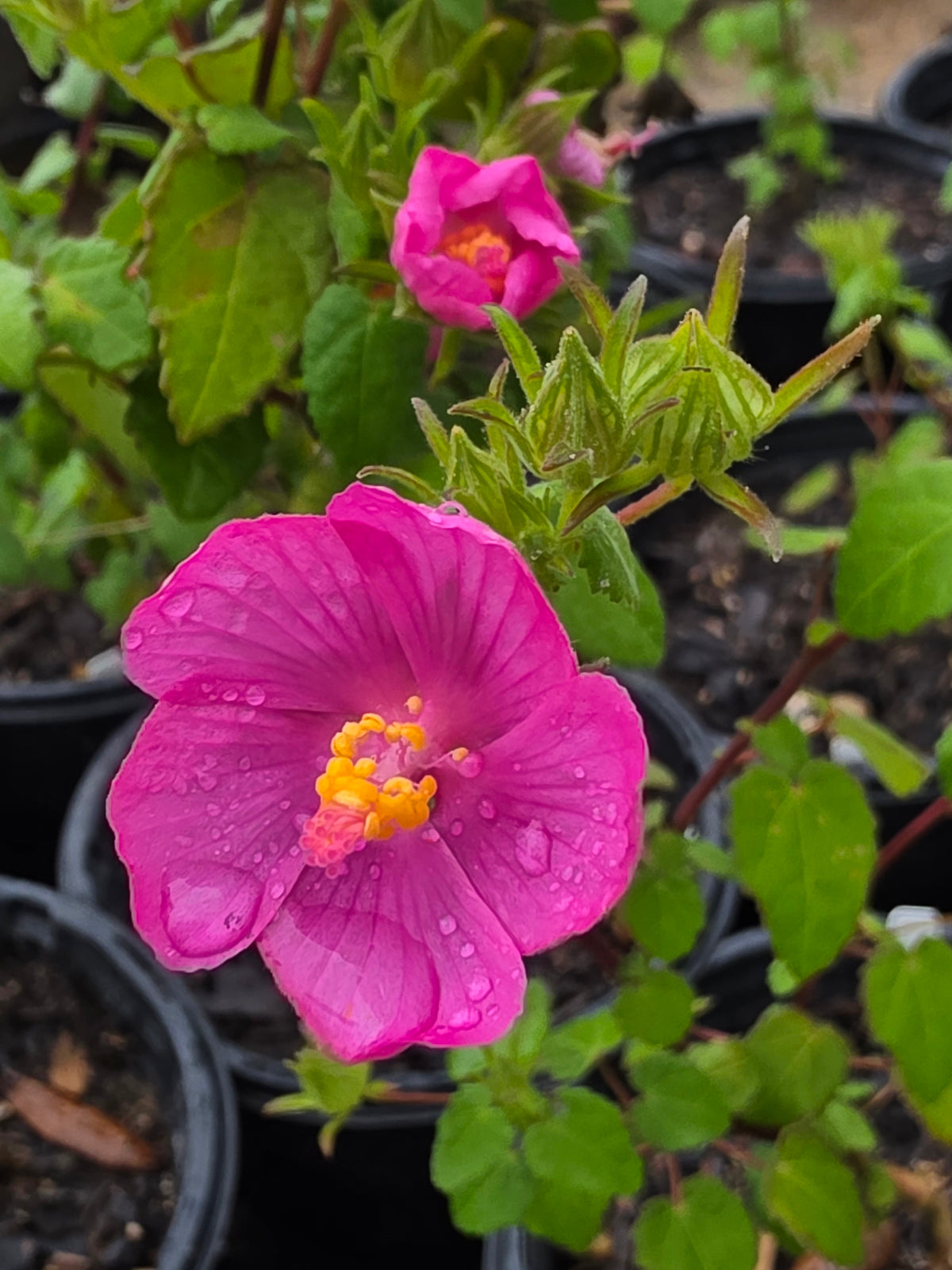 Rock Rose (Pavonia lasiopetala)