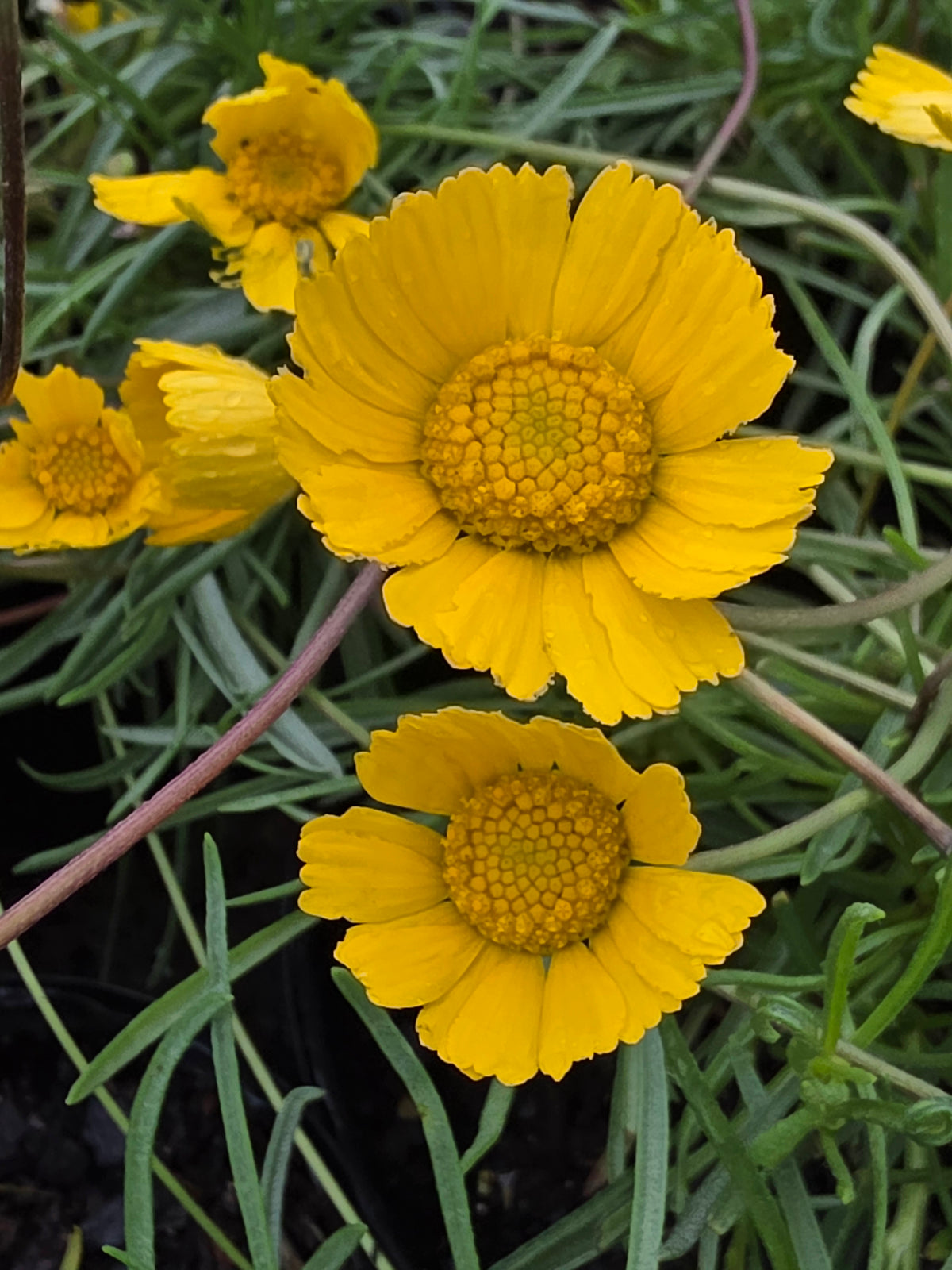 Four-Nerve Daisy (Tetraneuris scaposa)