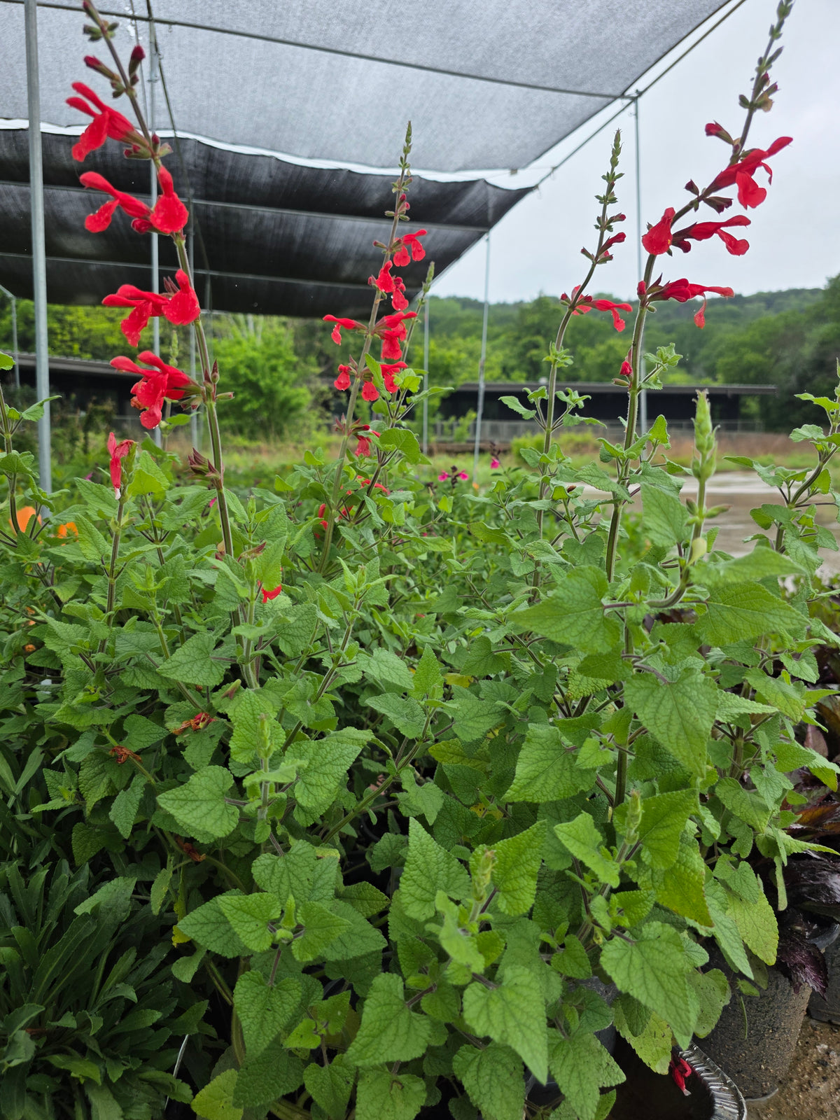Darcy's Mexican Sage (Salvia darcyi aka Salvia oresbia)