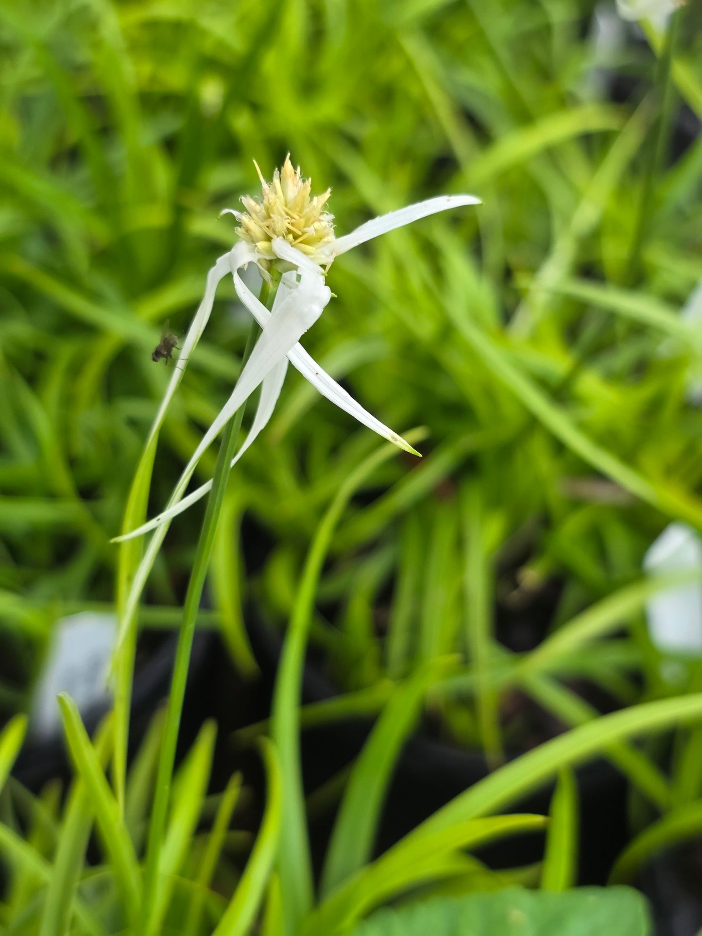 White Topped Sedge (Rhynchospora colorata)