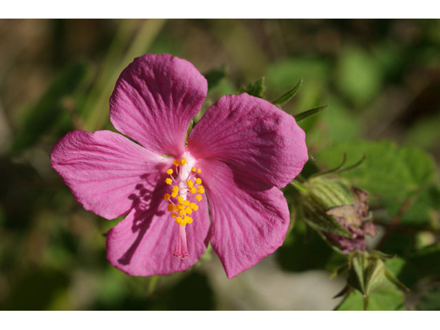 Perennials