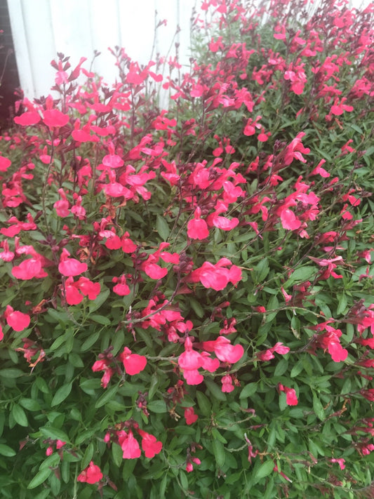 Autumn Sage 'Lipstick' (Coral) (Salvia greggii 'Lipstick')