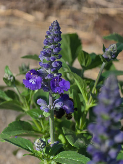 Mealycup Sage 'Sallyfun Blue Lagoon' / Photo Credit: Michaela Kral