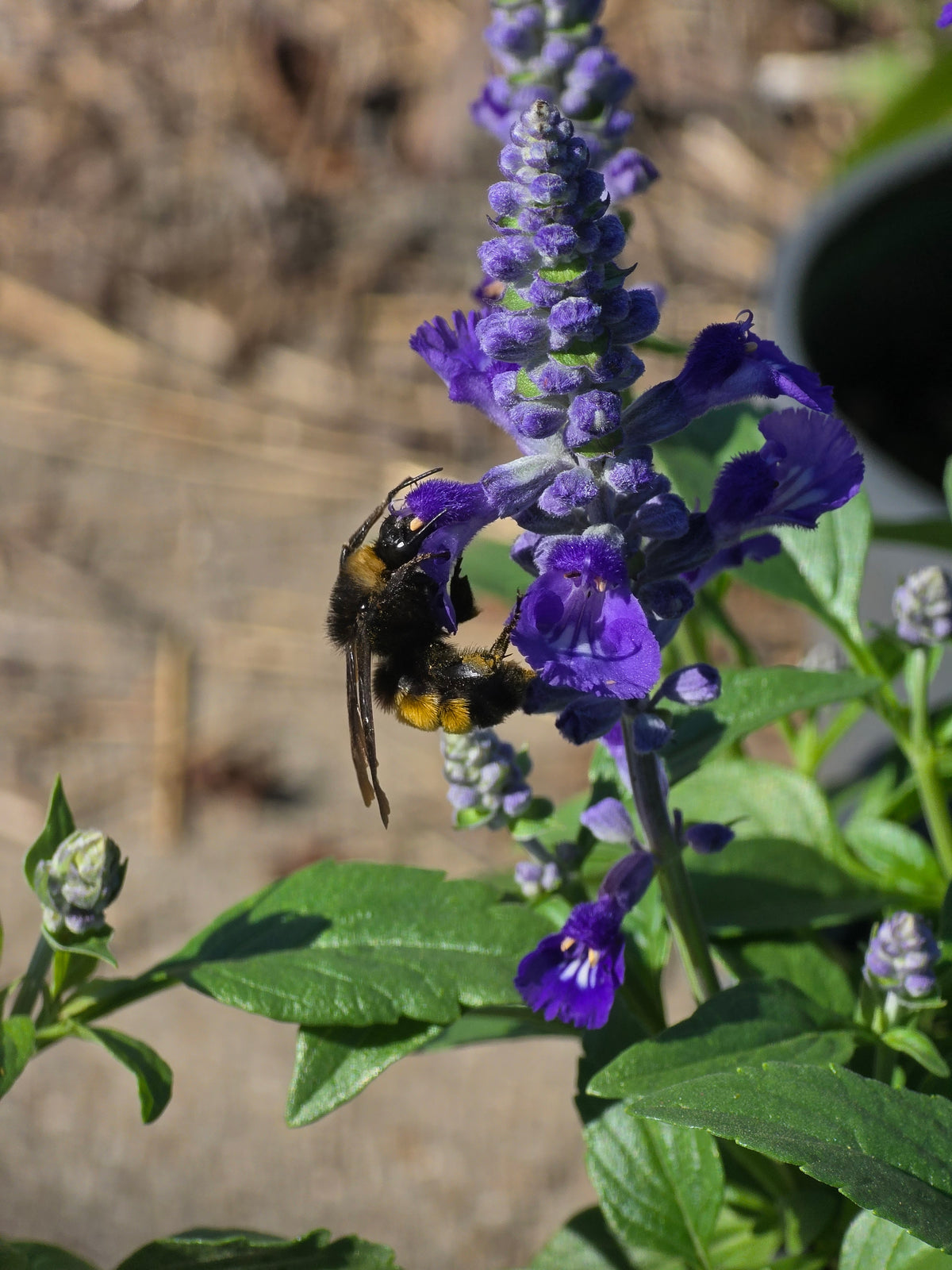 Mealycup Sage 'Sallyfun Blue Lagoon' with Bumblebee / Photo Credit: Michaela Kral