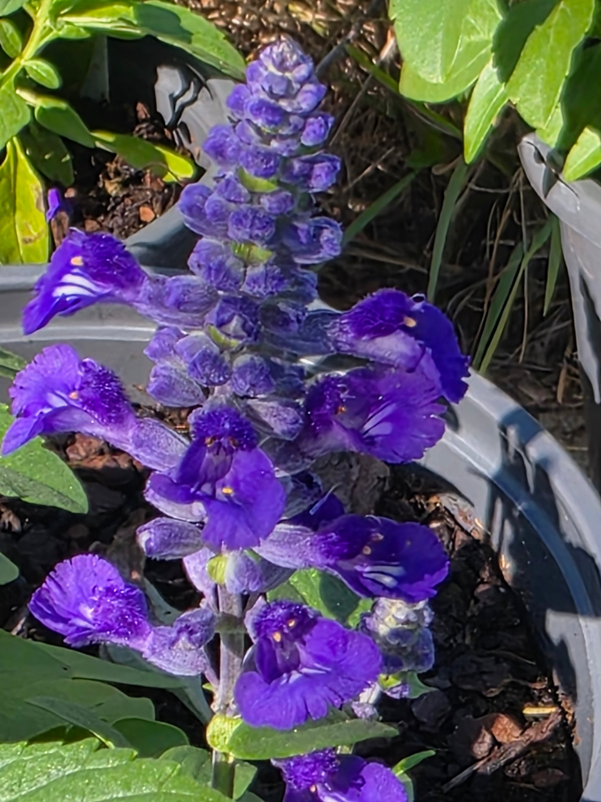 Mealycup Sage 'Sallyfun Blue Lagoon' / Photo Credit: Michaela Kral