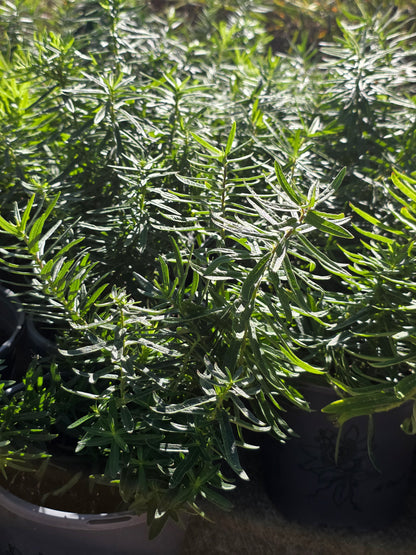 Butterfly Milkweed - Vegetative State 1 gal / Photo Credit: Michaela Kral