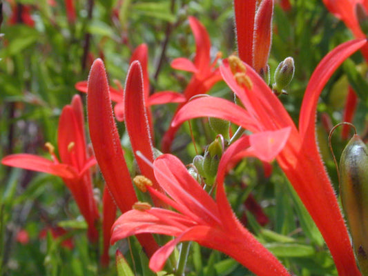 Phot by Marcus A. Joseph