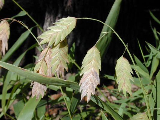 Inland Sea Oats (Chasmanthium latifolium)