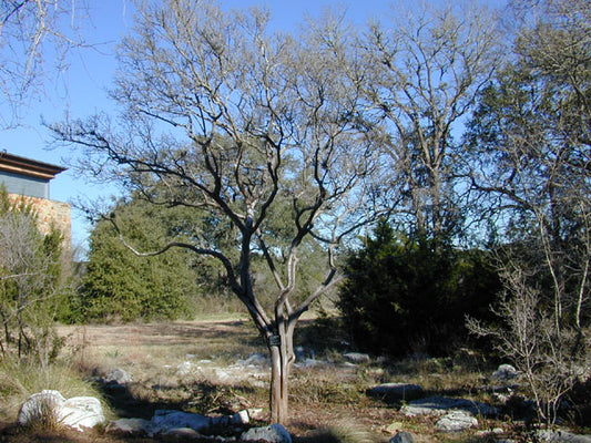 Texas persimmon - Tree / Photo Credit: Joseph A. Marcus