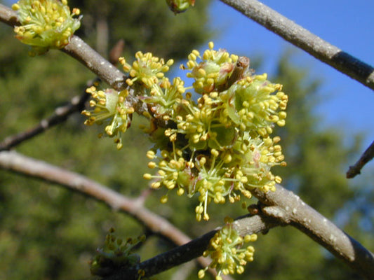 Elbowbush (Forestiera pubescens)