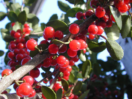 Yaupon Holly 'Pride of Houston' (Ilex vomitoria 'Pride of Houston')