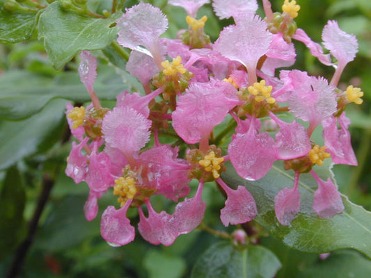 Photo by Joseph A. Marcus